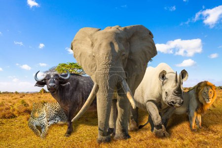 Foto de Big Five composición: leopardo, elefante, rinoceronte negro, búfalo y león en el paisaje de sabana. Safari africano con animales salvajes. Cielo azul. - Imagen libre de derechos