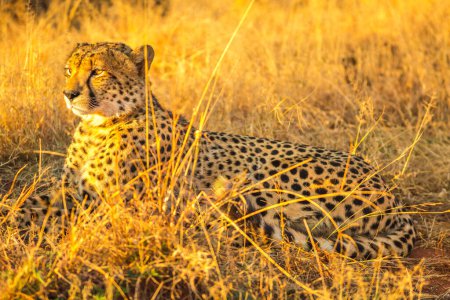 Foto de Especie de guepardo africano Acinonyx jubatus, familia de felinos, yaciendo en sabana, Sudáfrica. El guepardo es el animal terrestre más rápido del mundo.. - Imagen libre de derechos