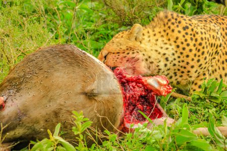 Cheetah feeding with its prey meat on the grass in Ndutu Area of Ngorongoro Conservation Area, Tanzania Africa.