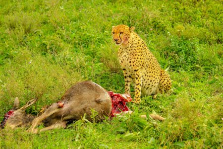 Jagdszene bei einer Pirschfahrt-Safari. Geparden stehen mit blutigem Gesicht nach dem Fressen an jungen Gnus oder Gnus in grüner Grasvegetation. Ndutu-Gebiet, Ngorongoro-Schutzgebiet, Tansania, Afrika.