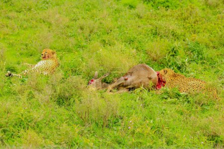 Ndutu Area of Ngorongoro Conservation Area, Tanzania, Africa. Two adult male of cheetah eats a young Gnu or Wildebeest in green grass vegetation.