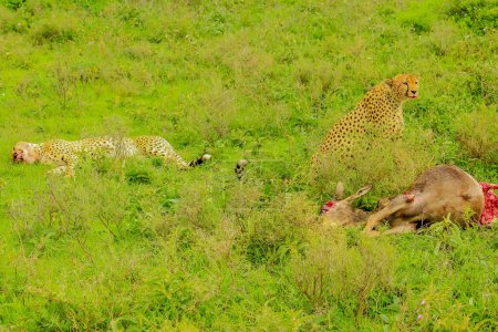 Zwei Gepardenbrüder mit blutigem Gesicht nach der Jagd in grüner Vegetation. Ndutu-Gebiet im Ngorongoro-Schutzgebiet, Tansania, Afrika. Jagdszene.