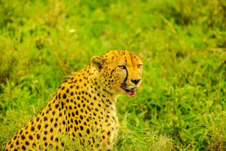 Foto de Chita macho con cara ensangrentada en vegetación de hierba verde. Ndutu Área of Ngorongoro Conservation Área, Tanzania, África. - Imagen libre de derechos