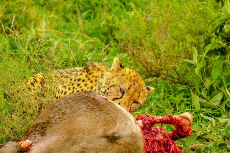 Cheetah feeding with its prey meat on the grass in Ndutu Area of Ngorongoro Conservation Area, Tanzania, Africa.