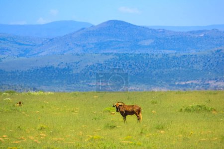 Foto de El ñus negro en los pastizales del Parque Nacional de la Montaña Zebra, Cabo Oriental, Sudáfrica. copiar el espacio con el fondo de hierba. Gnomo de cola blanca. Especie de Connochaetes Gnou. - Imagen libre de derechos