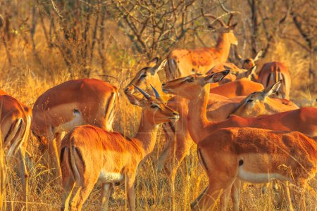 Foto de Grupo de Impala, Aepyceros Melampus, el antílope más común, en el Parque Nacional Kruger, Sudáfrica al atardecer. - Imagen libre de derechos