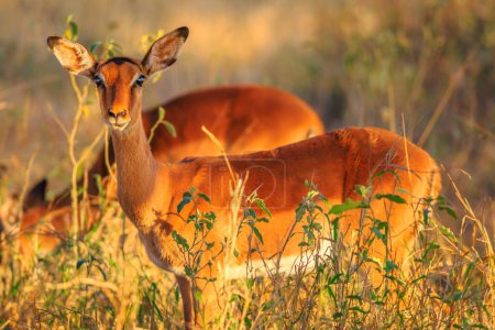 Foto de Vista lateral de la hembra de impala, Aepyceros melampus, el antílope más común, a la luz del atardecer. Umkhuze reserva de caza en Sudáfrica. Fondo borroso. - Imagen libre de derechos