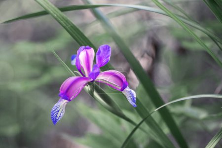 Téléchargez les photos : Drapeau bleu fleur d'iris, ou Iris virginica, ou iris crêpé gros plan, fleur violette. Vue latérale. Photo de haute qualité - en image libre de droit