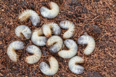 Imagen de gusanos larvas escarabajo en el jardín. Que las larvas de escarabajo se cierren. Fuente de proteínas. Entomología. Comida del futuro. Foto de alta calidad
