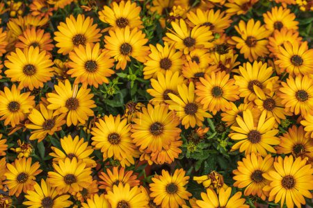 Téléchargez les photos : Margherite fleurs jaunes gros plan, lumière du soleil, été, vacances, félicitations, bonne humeur, fond de fleurs. Photo de haute qualité - en image libre de droit