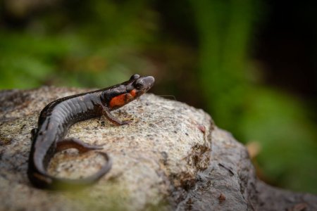 Gros plan de la salamandre imitatrice (Desmognathus imitator) assise sur un rocher