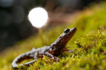 Primer plano de la salamandra verde (Aneides aeneus) en la cara rocosa musgosa con el sol en el fondo