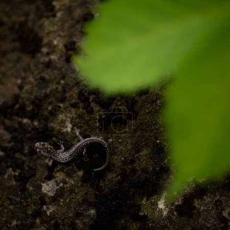 Western slimy salamander (Plethodon abagula) with leaves
