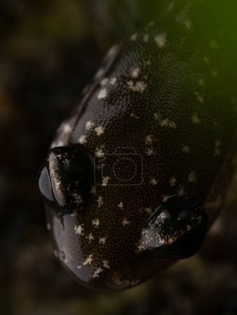 Western slimy salamander (Plethodon abagula) close up face