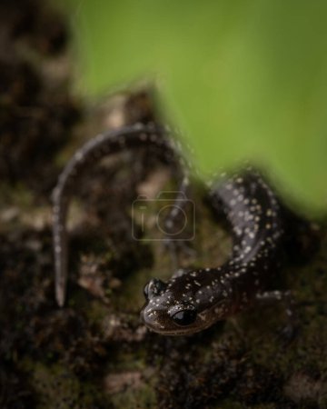 Western slimy salamander (Plethodon abagula) close up