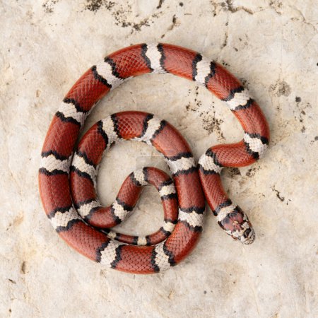 Foto de Serpiente de leche roja (Lampropeltis triangulum) acurrucada en roca - Imagen libre de derechos