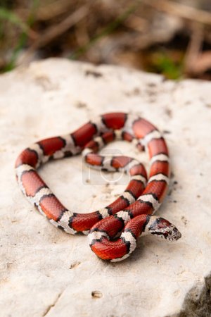 Foto de Serpiente de leche roja (Lampropeltis triangulum) sobre roca - Imagen libre de derechos