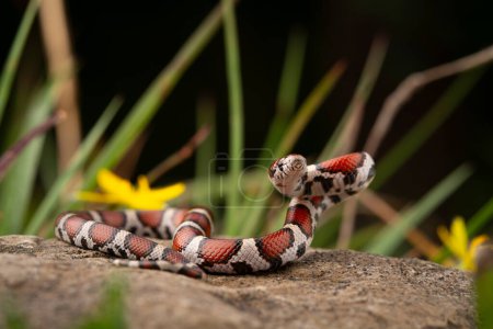 Foto de Serpiente de leche roja (Lampropeltis triangulum) posando en roca - Imagen libre de derechos