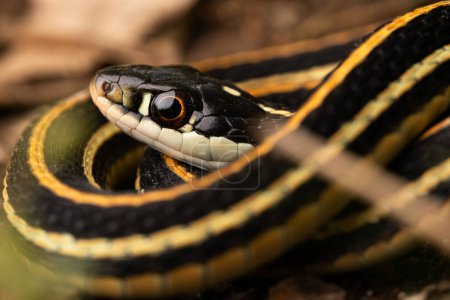 Western ribbon snake (Thamnophis proximus) close up eye