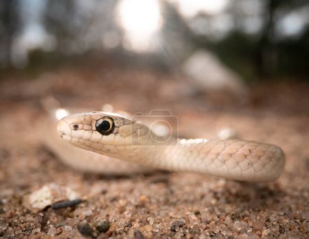 Smooth green snake (buff/tan phase) (Opheodrys vernalis) on sand with sun in background