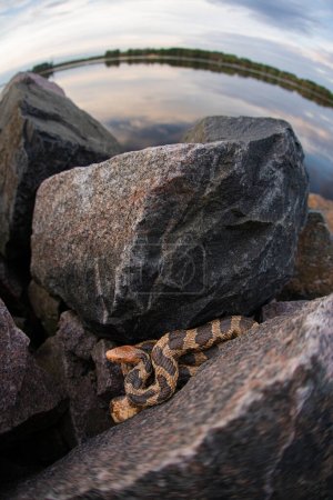 Bright eastern fox snake (Pantherophis vulpinus) in rocks by lake