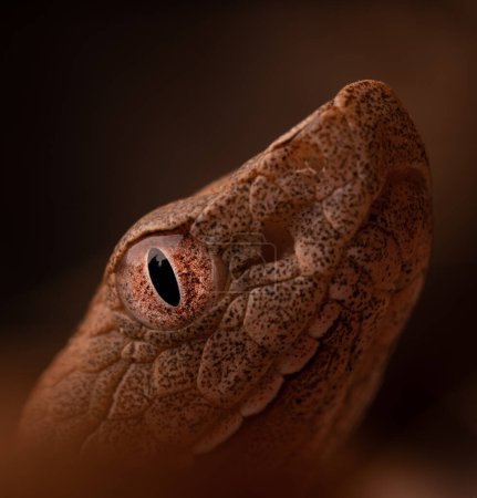 Eastern copperhead snake (Agkistrodon contortrix) close up eye