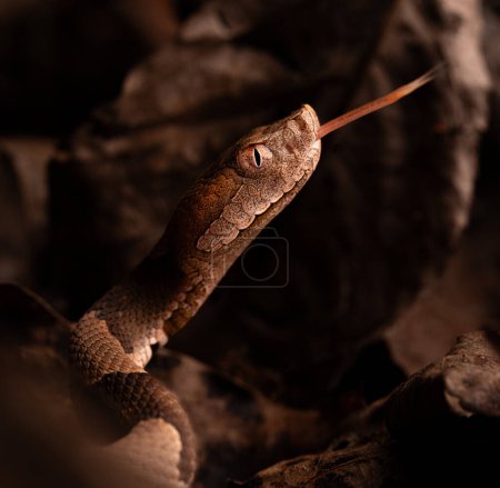 Eastern copperhead snake (Agkistrodon contortrix) close up tongue