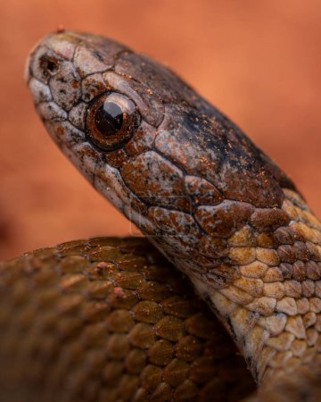 Serpent à ventre rouge (Storeria occipitomaculata))