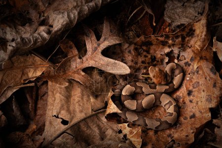 Photo for Eastern copperhead snake (Agkistrodon contortrix) camouflaged in leaves - Royalty Free Image