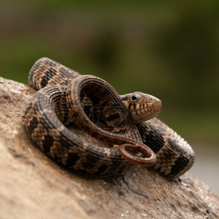 Water snake (Nerodia erythrogaster) on rock close up