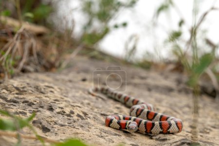 Foto de Serpiente de leche occidental (Lampropeltis gentilis) gran angular sobre roca - Imagen libre de derechos