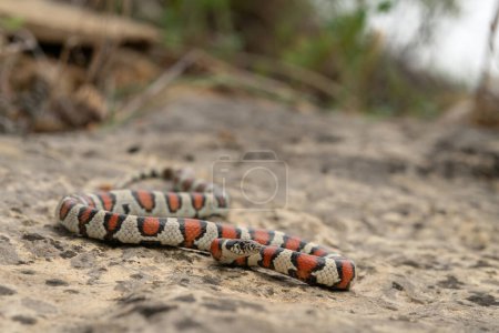 Foto de Serpiente de leche occidental (Lampropeltis gentilis) gran angular con roca - Imagen libre de derechos