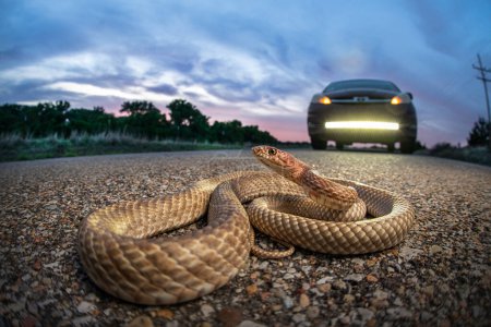Western coachwhip (Masticophis flagellum) on road at sunset with car light bar