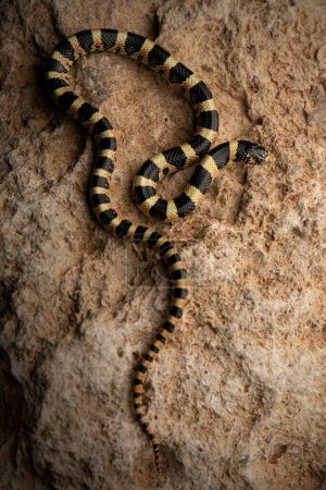 Long-nosed snake (Rhinocheilus lecontei) full body on rock