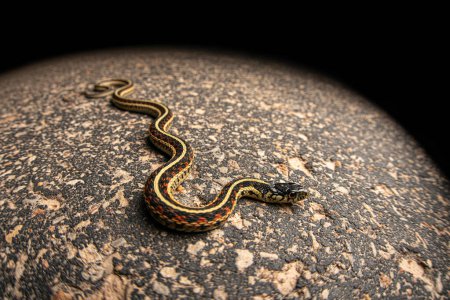 Garter snake (Thamnophis sirtalis) on road wide shot