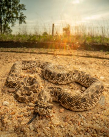 Western hognose snake (Heterodon nasicus) on dirt road with sun