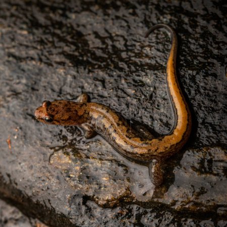 Blue ridge dusky salamander (Desmognathus orestes) on wet rock