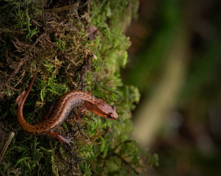 Pygmy salamander (Desmognathus wrighti) full body on moss