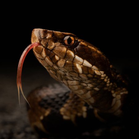 Northern cottonmouth (Agkistrodon piscivorus) close up tongue flicking