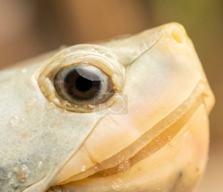 Ornate diamondback terrapin (Malaclemys terrapin macrospilota) close up face