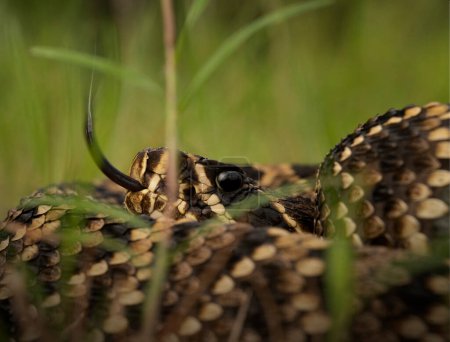 Eastern diamonback rattlesnake (Crotalus adamanteus) close up tongue flicking