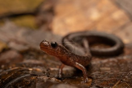 Leadback red-backed salamander (Plethodon cinereus) close up on leaves