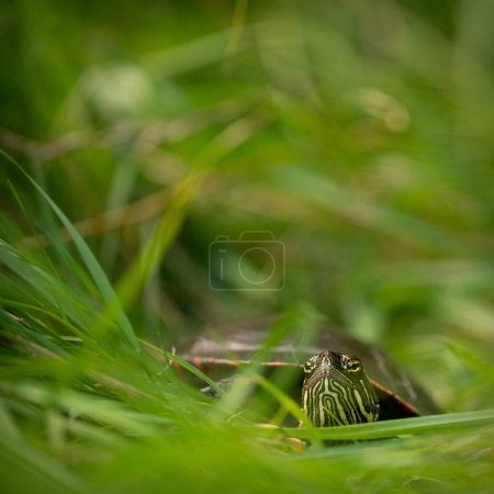 Foto de Tortuga pintada de Midland (Chrysemys picta) escondida en la hierba - Imagen libre de derechos