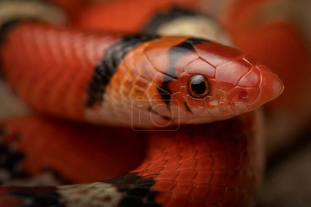 Serpiente escarlata del norte (Cemophora coccinea) de cerca cara y ojo