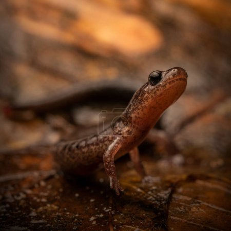 Leadback red-backed salamander (Plethodon cinereus) close up on leaves head up