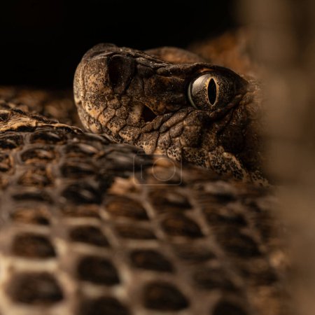 Serpiente de cascabel de madera (Crotalus horridus) primer plano de la cara
