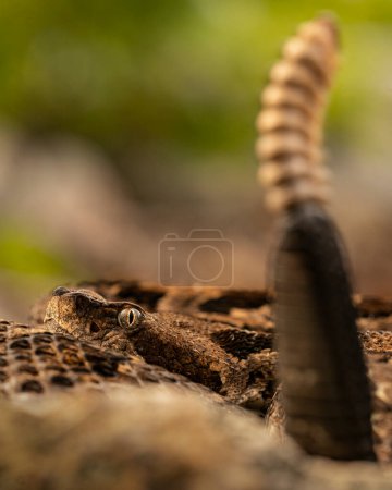 Timber rattlesnake (Crotalus horridus) eye with face and rattle