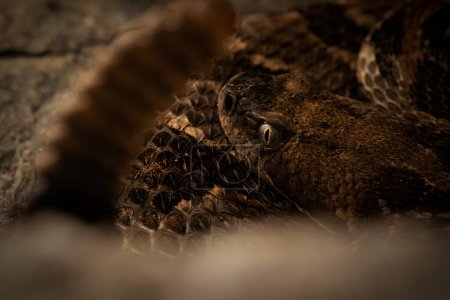Serpiente de cascabel de madera (Crotalus horridus) de cerca con sonajero