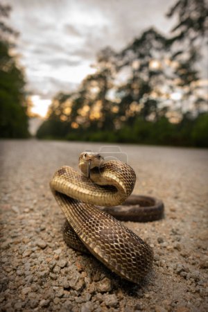 Greenish rat snake (Pantherophis alleghaniensis) ready to strike on gravel road