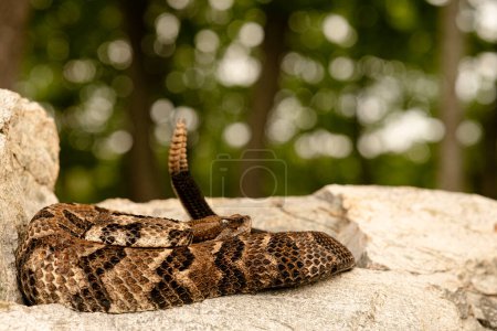 Serpiente de cascabel de madera (Crotalus horridus) tiro de cuerpo completo
